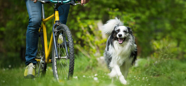 startseite themeneinstieg fahrradtour mit hund 02 1600x500 startseite themeneinstieg fahrradtour mit hund 02 1600x500